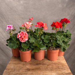 Pelargonia rabatowa MIX kolorów