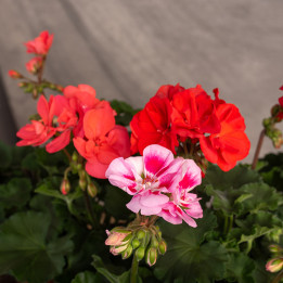 Pelargonia rabatowa MIX kolorów