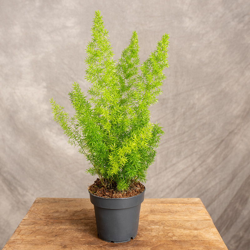 Asparagus 'Meyers' | Mały