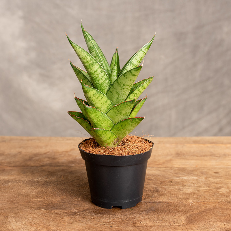 Sansewieria 'Tough Lady' |...