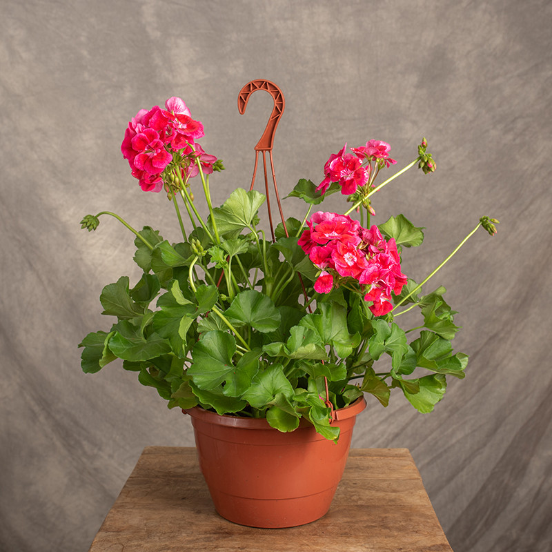 Pelargonia rabatowa Różowa|...