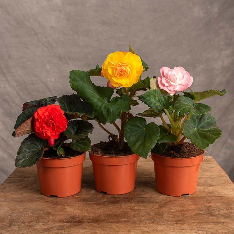 Begonia bulwiasta MIX kolorów