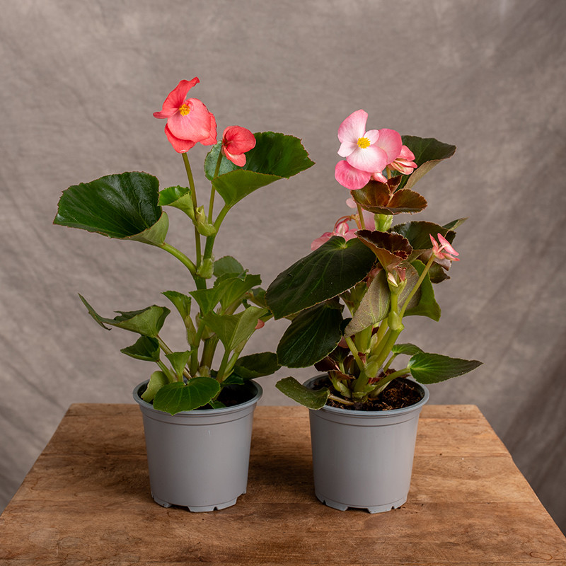 Begonia 'Dragon'