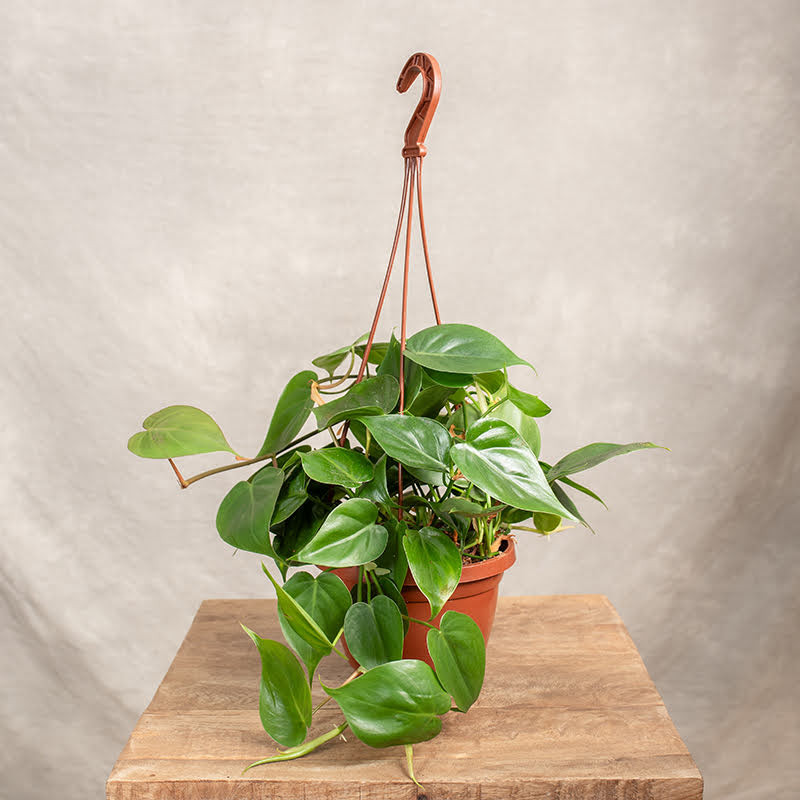 Filodendron pnący | Wiszący