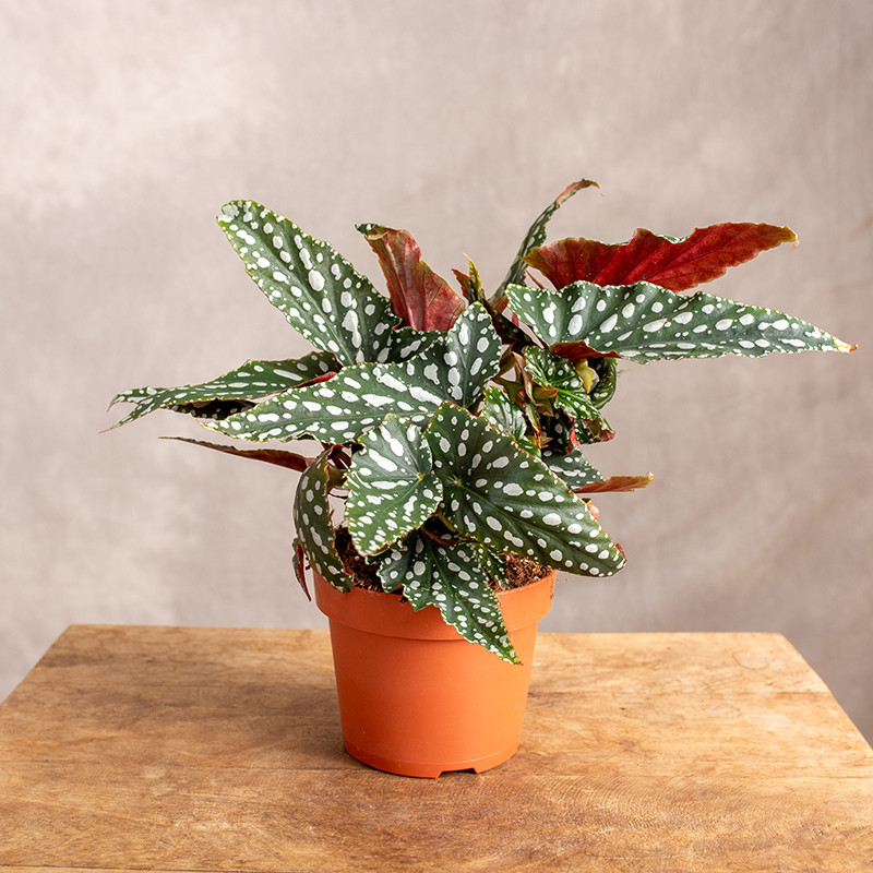 Begonia maculata 'Spotlight...