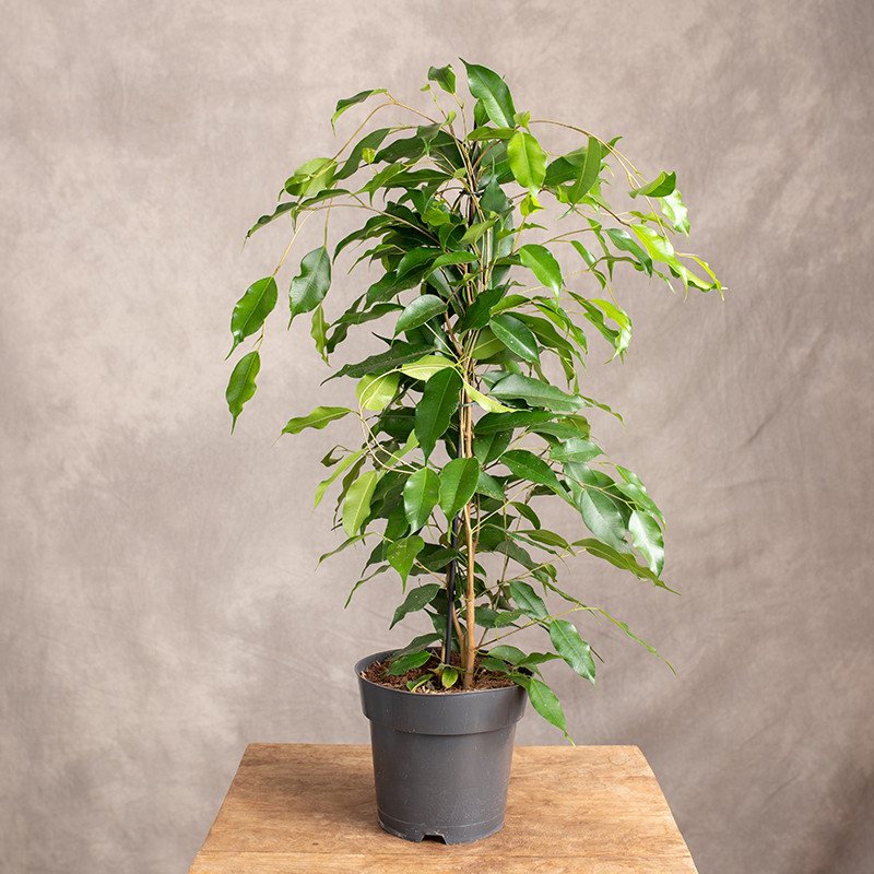 Fikus benjamina 'Danita'