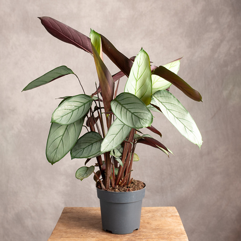 Ctenanthe 'Green Flag'