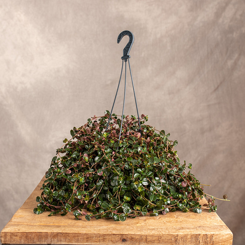Pilea depressa | Wisząca