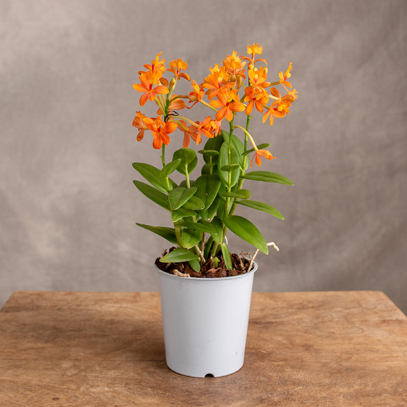 Storczyk Epidendrum