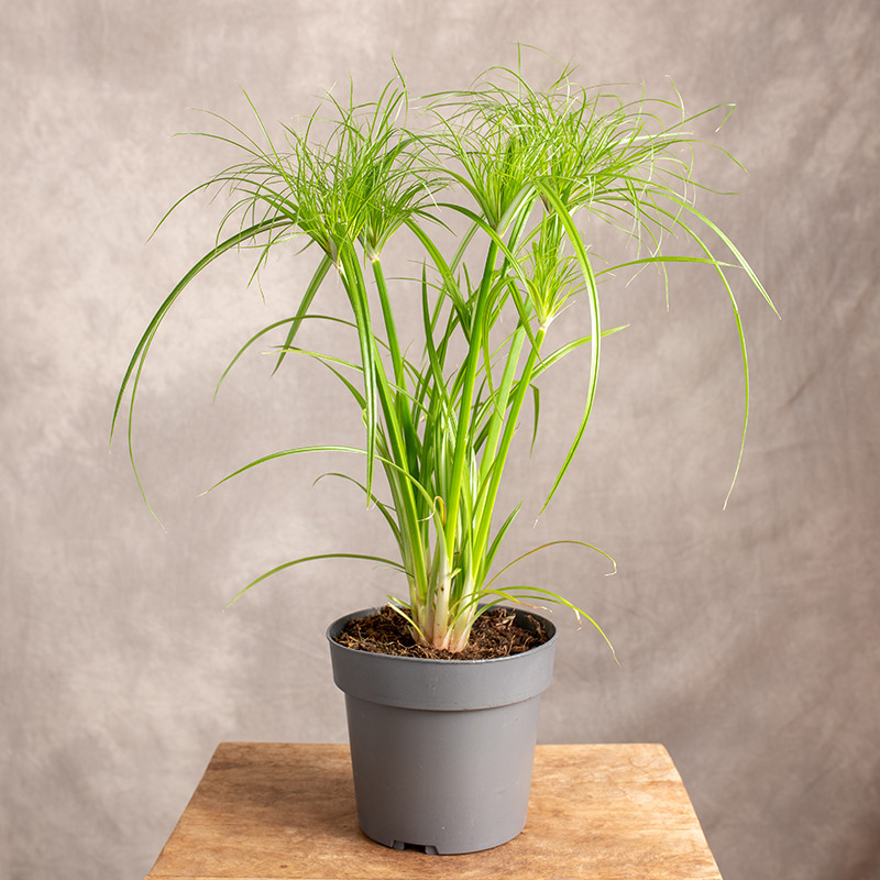 Papirus Cyperus 'Percamentus'