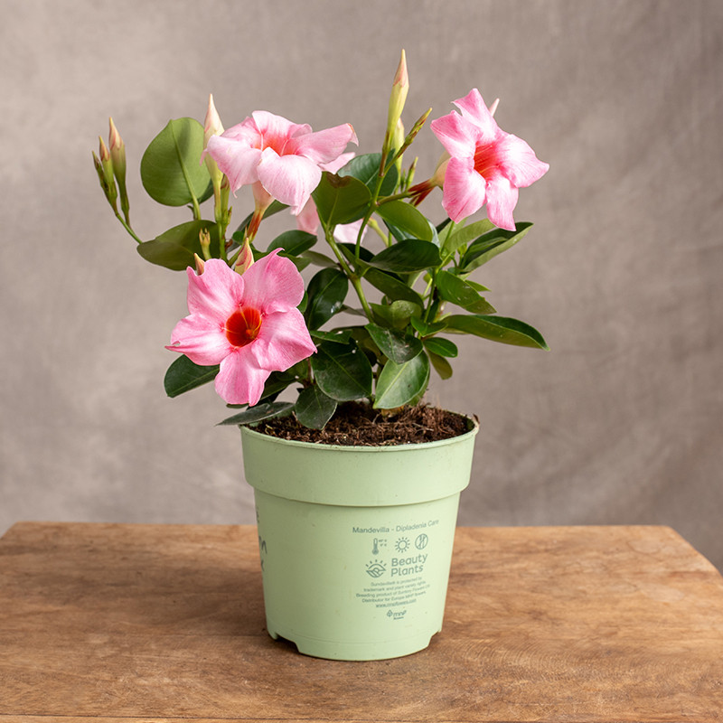 Mandewilla 'Cream Pink' | Mała