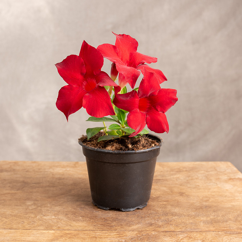Mandewilla 'Rio Dark Red' |...