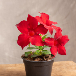 Mandewilla 'Rio Dark Red' | Mała