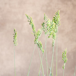 Lawenda wąskolistna | Lavandula angustifolia
