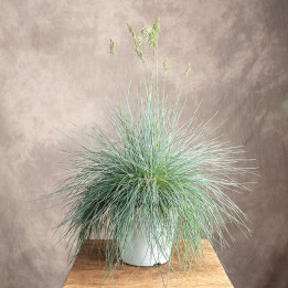 Lawenda wąskolistna | Lavandula angustifolia