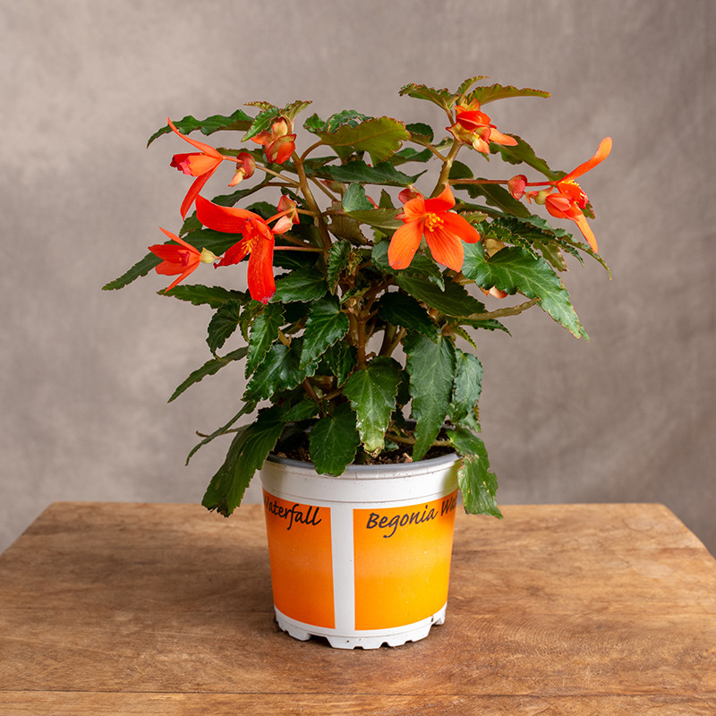 Begonia 'Florencio Orange'