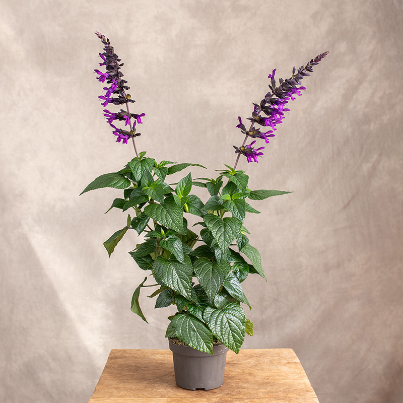 Szałwia 'Purple and Bloom'