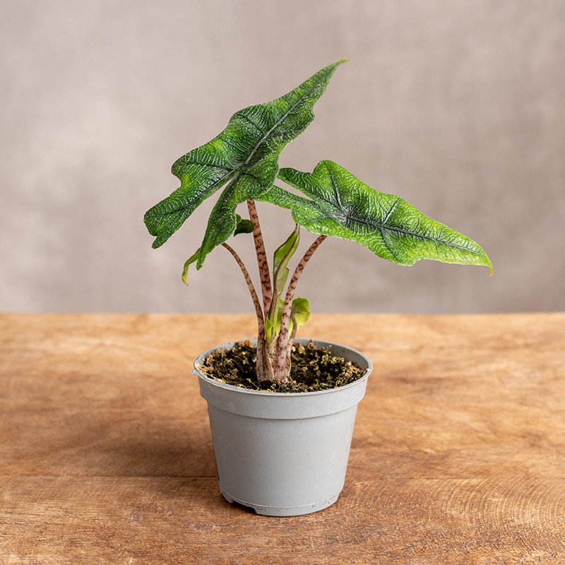 Alokazja 'Jacklyn' | Mini