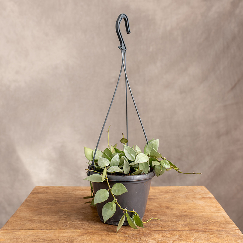 Hoja 'Eskimo' | Wisząca