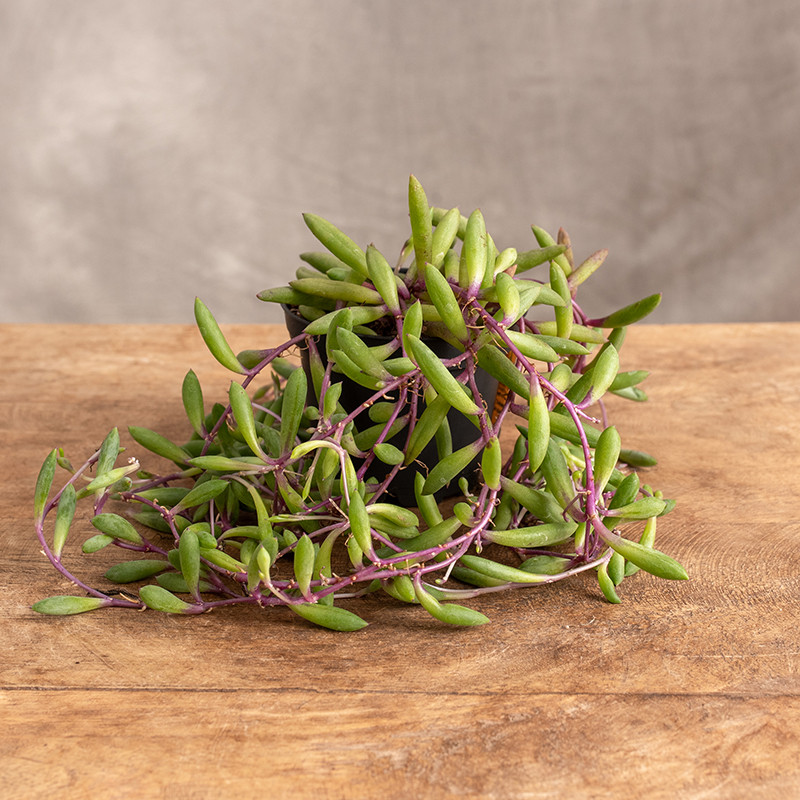 Senecio herreianus 'Purple...