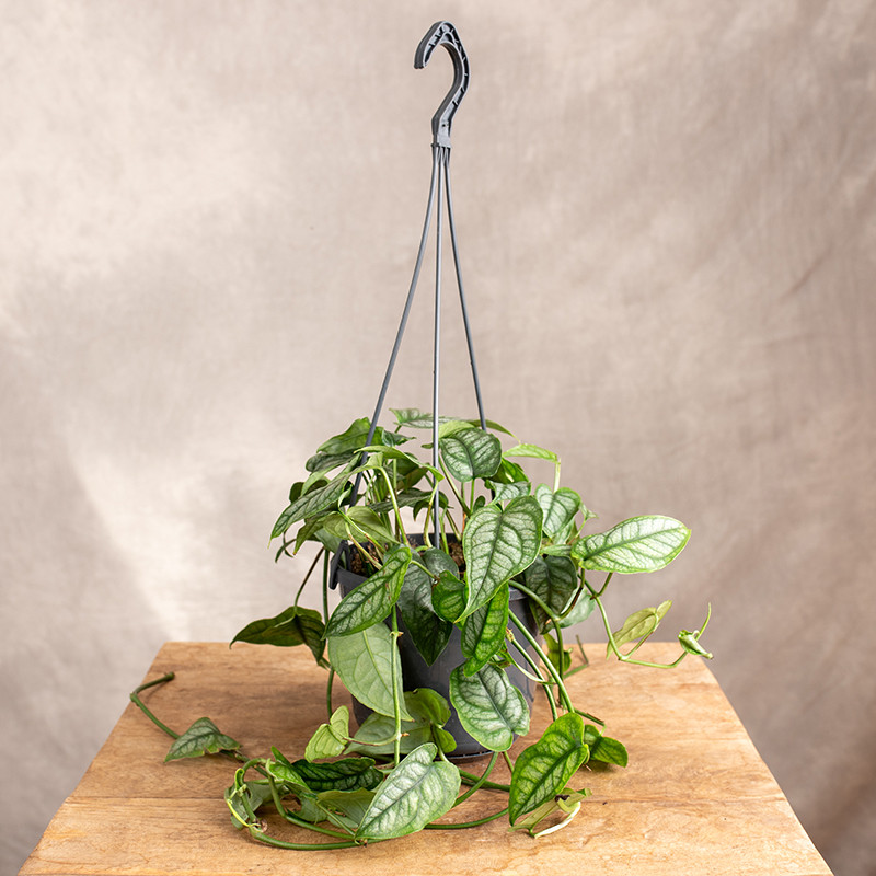 Monstera siltepecana | Wisząca