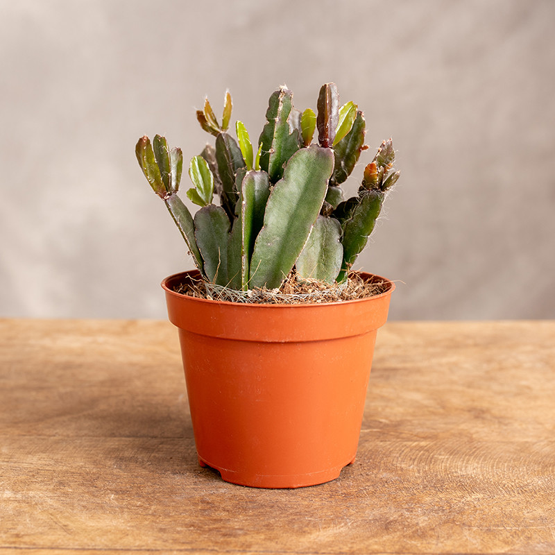 Rhipsalis 'Agudoensis'