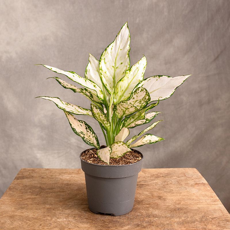 Aglonema 'Vanilla Baby' | Mała