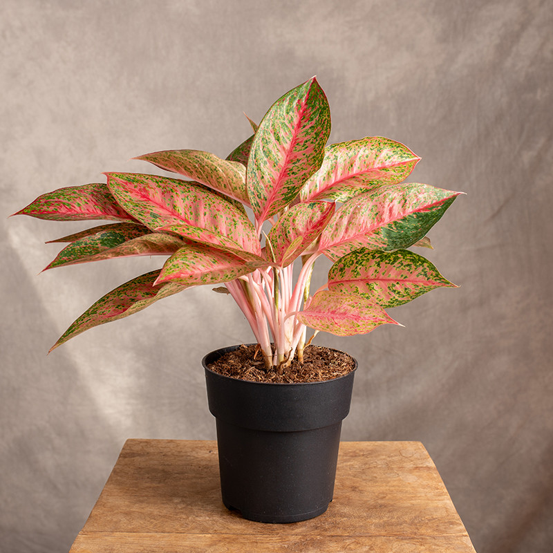 Aglonema 'Tango Pink' | Duża