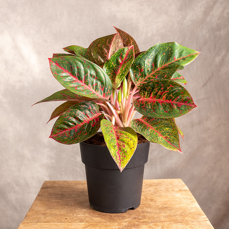 Aglonema 'Red Sprinkles' |...