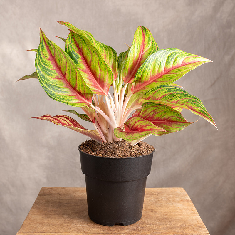 Aglonema 'Eyecatcher Red' |...