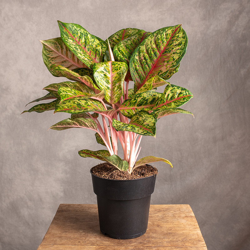 Aglonema 'Carnival Queen' |...