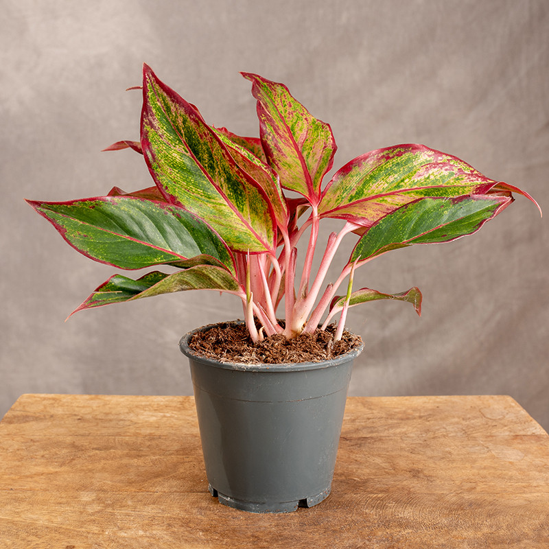 Aglonema 'Red Fire' | Mała