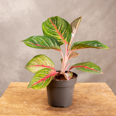 Aglonema 'Olive Red' | Mała