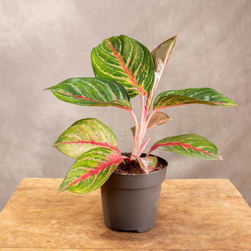 Aglonema 'Olive Red' | Mała