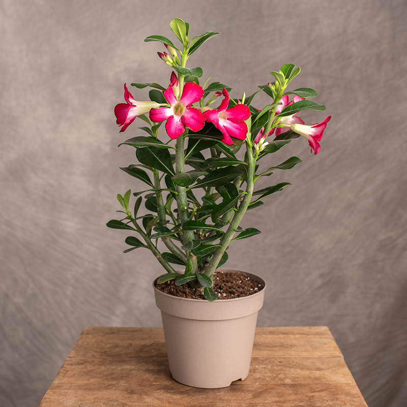 Adenium 'Anouk'