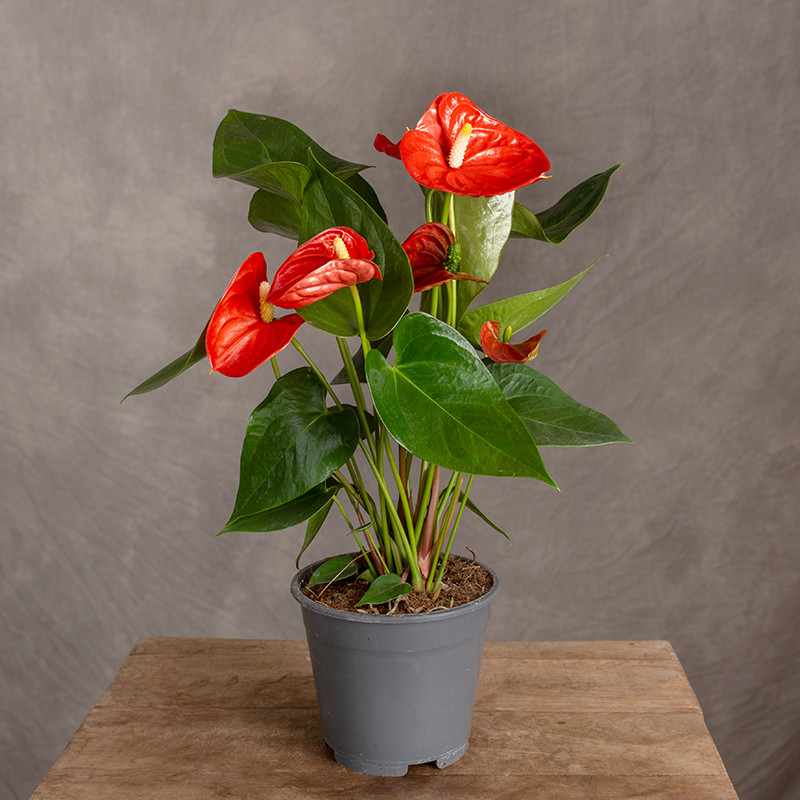 Anturium 'Sierra Orange' |...