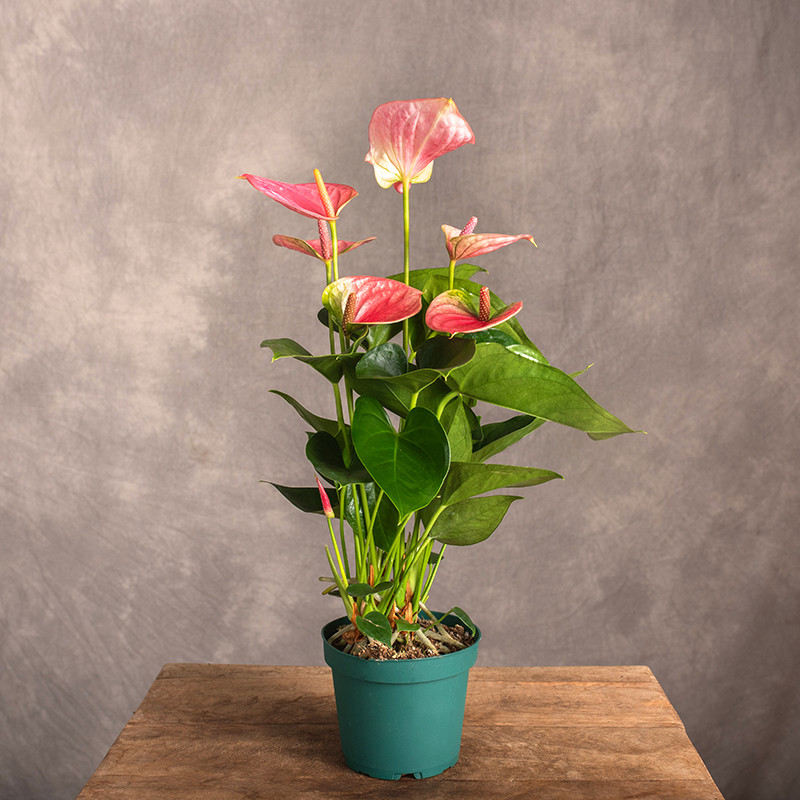 Anturium 'Sweet Dream'