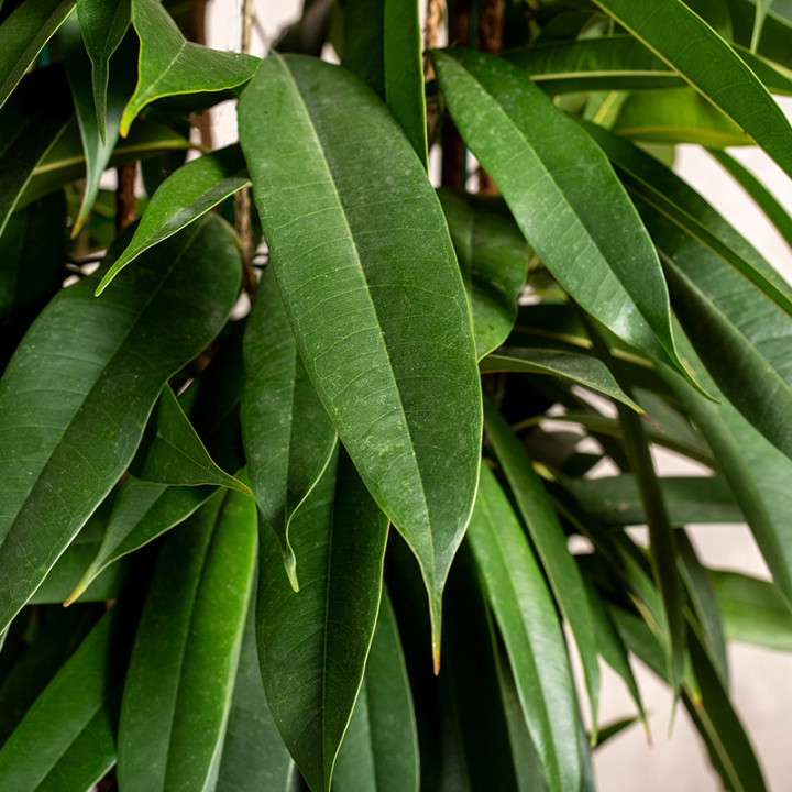 Fikus 'Alii' | Duży
