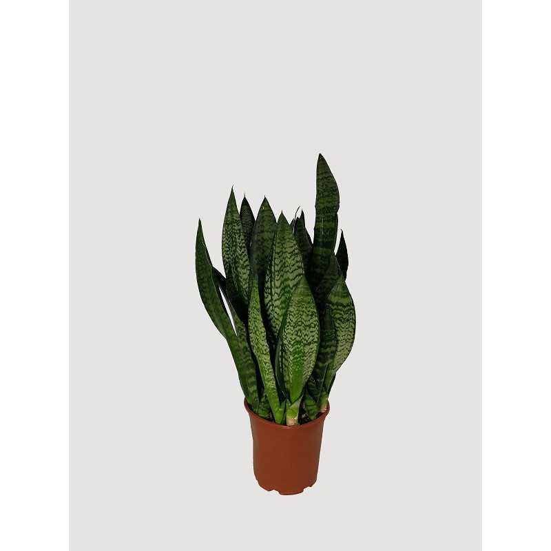 Sansewieria 'Green Flame'