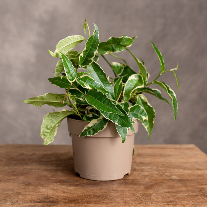 Fikus 'Radicans White' | Tomaszewski