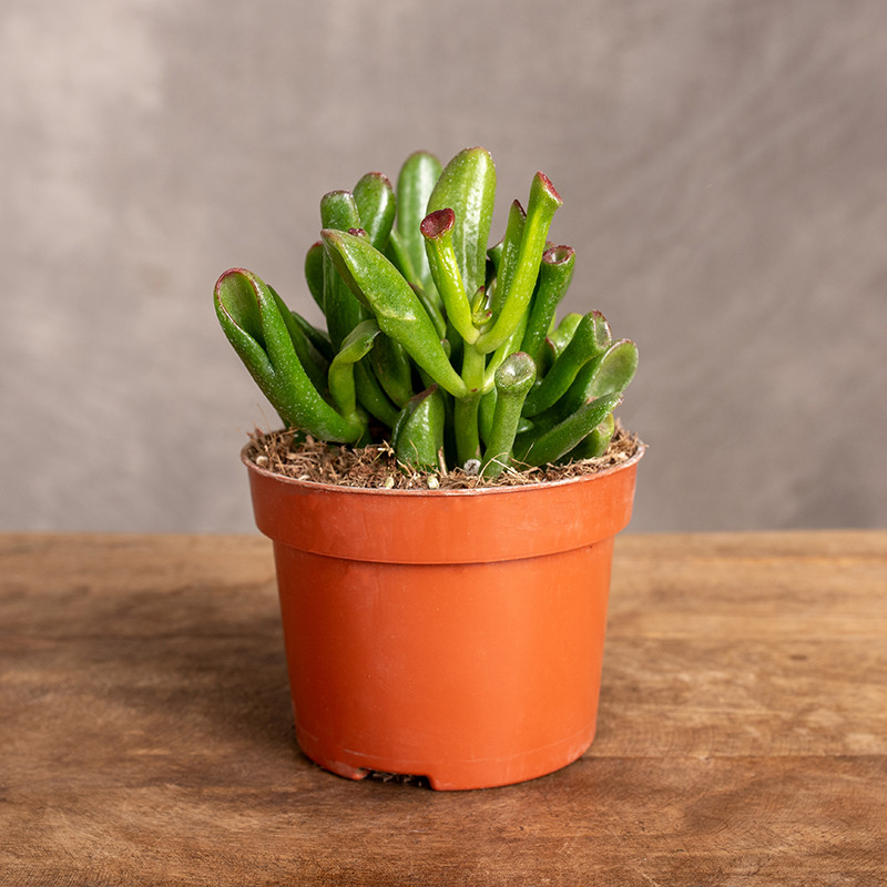 Grubosz 'Red Horn Tree' | Mały