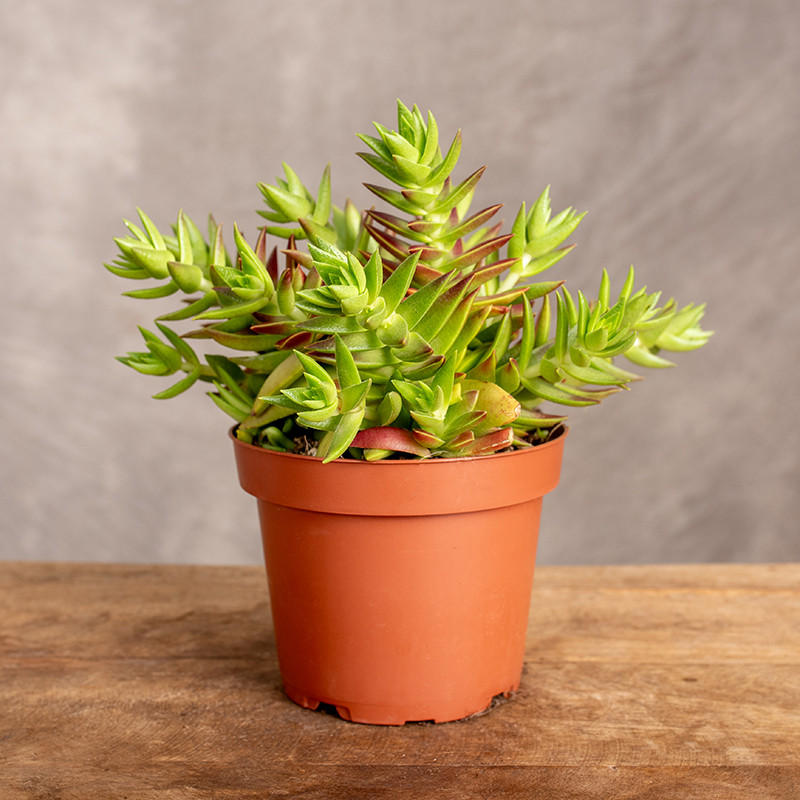 Grubosz 'Red Pagoda'