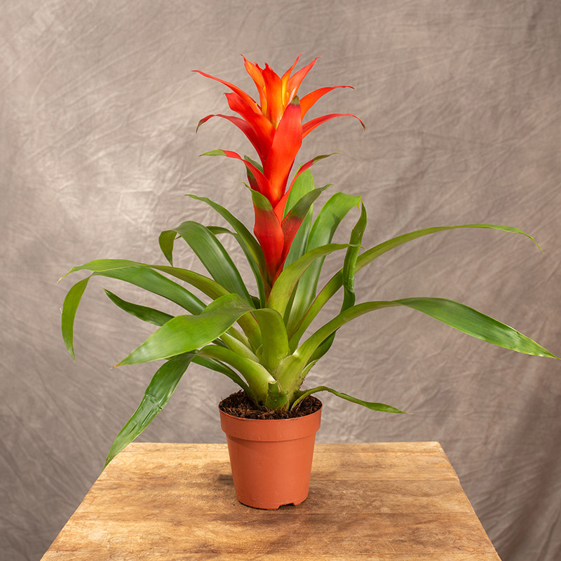Guzmania 'Calypso'