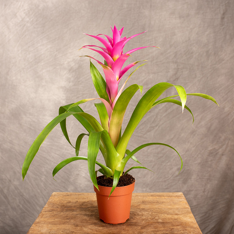 Guzmania 'Suerte Cerise'