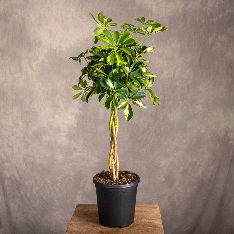 Szeflera 'Gold Capella' |...