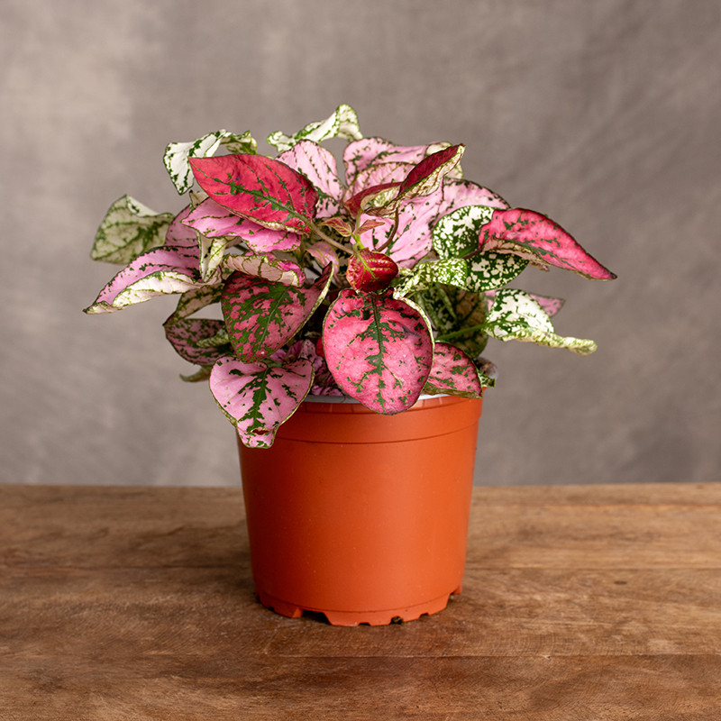 Hypoestes kolorowy