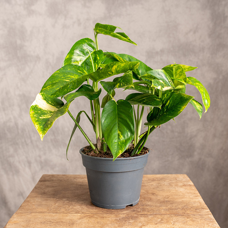 Epipremnum pinnatum 'Aurea...