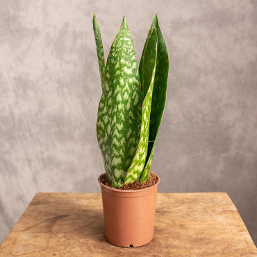 Sansewieria 'Jamaiquina Queen' | Mała