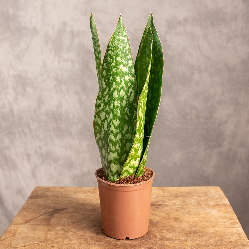 Sansewieria 'Jamaiquina...