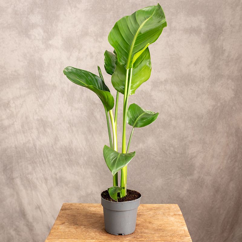 Strelicja biała | Mała